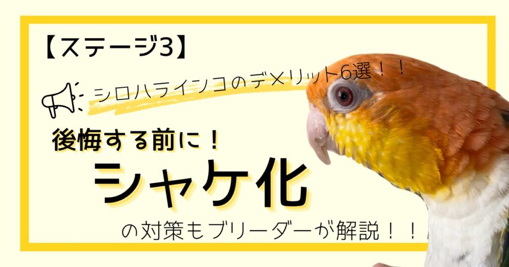 【シロハラインコのデメリット6選】後悔する前に！最難関「シャケ化」の対策もブリーダーが解説