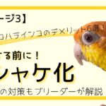 【シロハラインコのデメリット6選】後悔する前に！最難関「シャケ化」の対策もブリーダーが解説