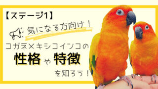 ブリーダーが解説】コガネメキシコインコの性格や特徴を知ろう