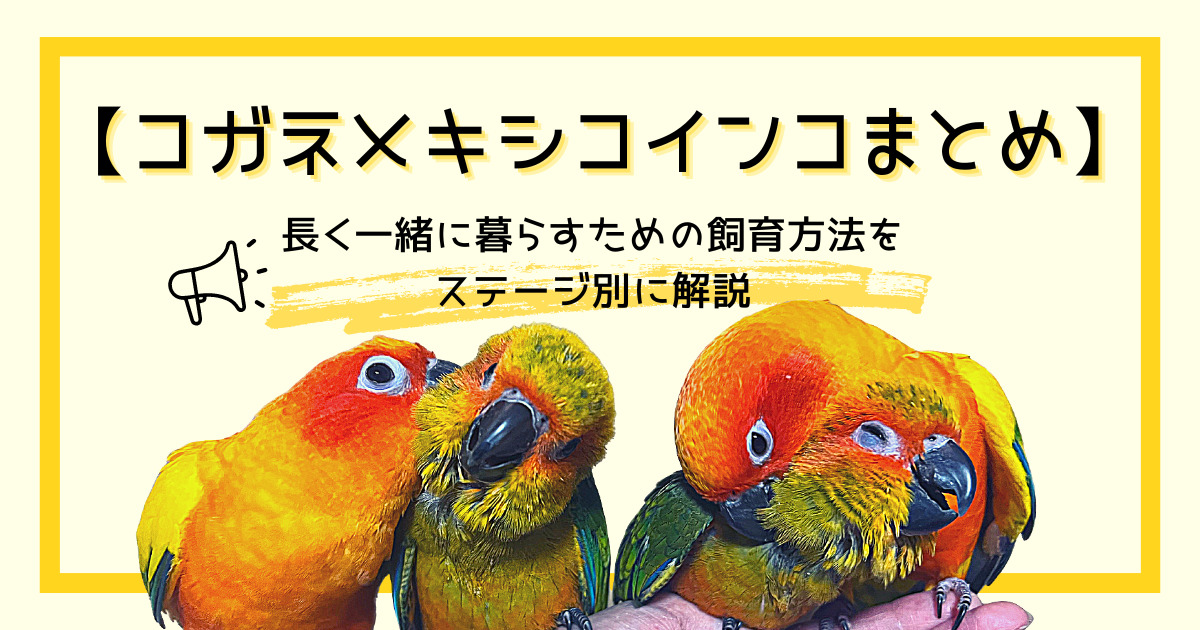 コガネメキシコインコのまとめ】長く一緒に暮らすための飼育方法を