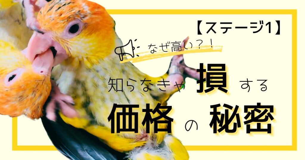 シロハラインコの値段はなぜ高いのか？知らなきゃ損する価格の秘密！