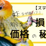 シロハラインコの値段はなぜ高いのか？知らなきゃ損する価格の秘密！